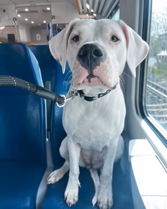 cane dogo argentino