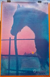 Poster The Paddock scatto di A. Newmark