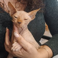 Sphynx maschio 3 mesi