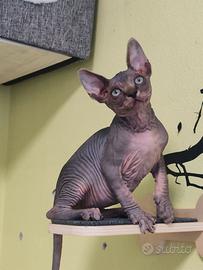 Cucciolo di sphynx tigrotto