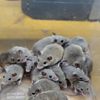 Mus Minutoides, topolino pigmeo africano