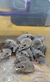 Mus Minutoides, topolino pigmeo africano