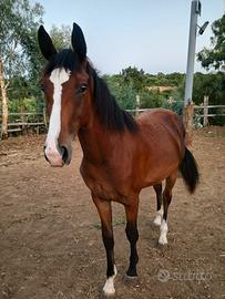 Puledra Sella Italiano MORGANA PAULESE 