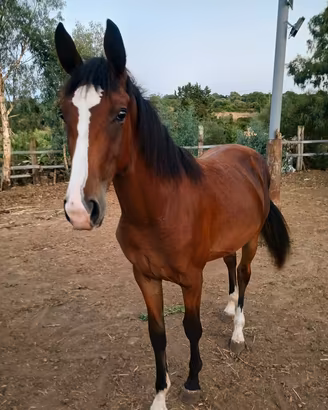 Puledra Sella Italiano MORGANA PAULESE 