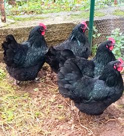 Galline Australorp in purezza