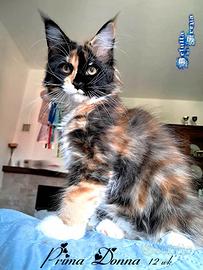Splendidi cuccioli razza maine coon