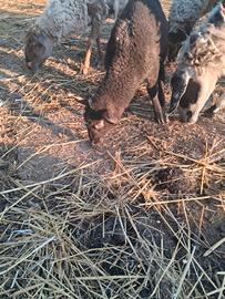 Agnello
