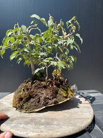 Bonsai boschetto bagolaro