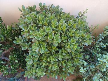 albero giada