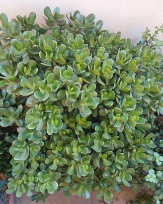 albero giada