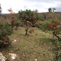 Appostamento fisso all minuta selvaggina - per cac