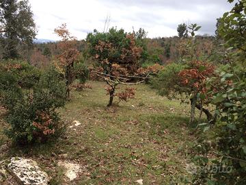 Appostamento fisso all minuta selvaggina - per cac