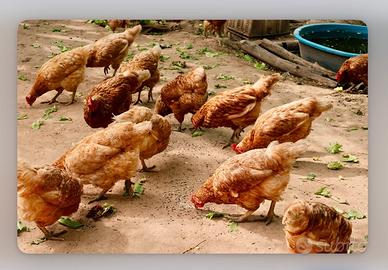 Galline