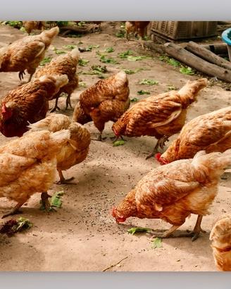 Galline