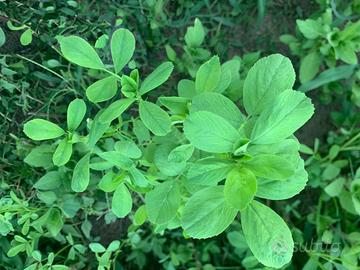 Fieno di Erba Medica pura