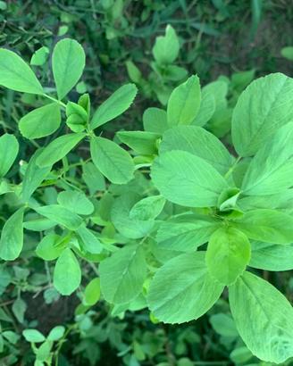 Fieno di Erba Medica pura