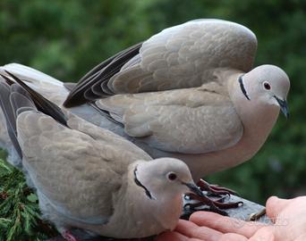 Uccelli