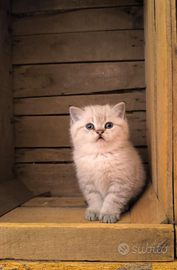 Cucciolo British Shorthair