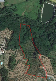 Zona Nievole. Terreno con uliveto