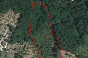 Zona Nievole. Terreno con uliveto