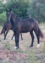 Cavalla maremmana