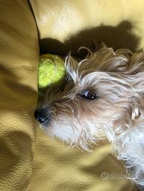 Coppia di Jack Russell