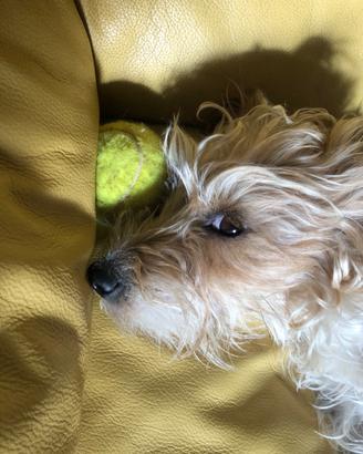 Coppia di Jack Russell