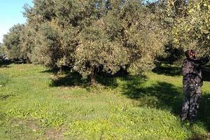 Uliveto 120 piante bosana