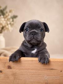Bulldog francese