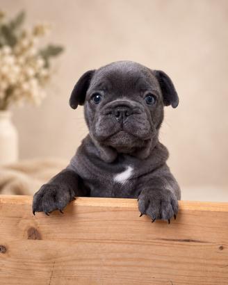 Bulldog francese
