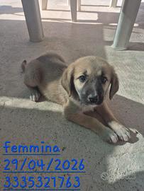 Cuccioli meticci pastore tedesco con incroc