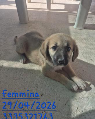 Cuccioli meticci pastore tedesco con incroc