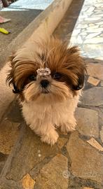 Lo Shih tzu cucciolo