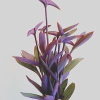Piante di Tradescantia Pallida: Purple Heart. 