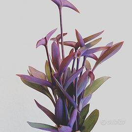 Piante di Tradescantia Pallida: Purple Heart. 