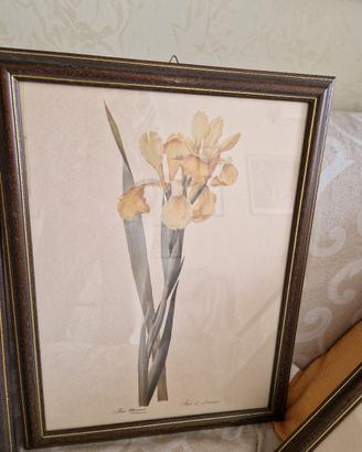 4 quadri stampe floreali con cornice di legno 