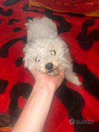Bichon maltese mini toy