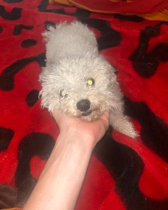 Bichon maltese mini toy