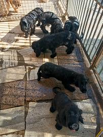 Cooker Spaniel Inglese con Pedeegrè