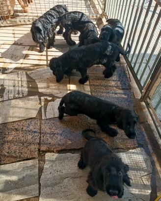 Cooker Spaniel Inglese con Pedeegrè