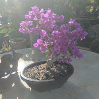 BONSAI BOUGANVILLAE APPENA TRAVASATO