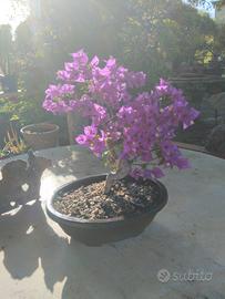 BONSAI BOUGANVILLAE APPENA TRAVASATO