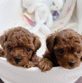 Barboncino mini mini Toy Red due mesi