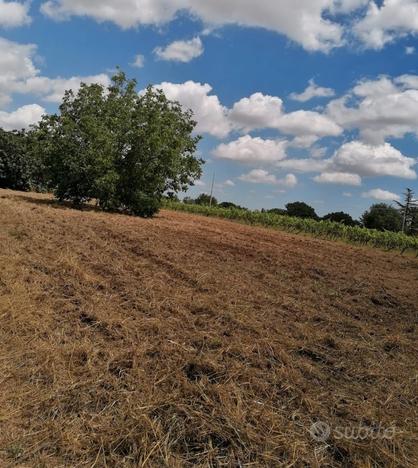 Vendita terreno agricolo a Casarano