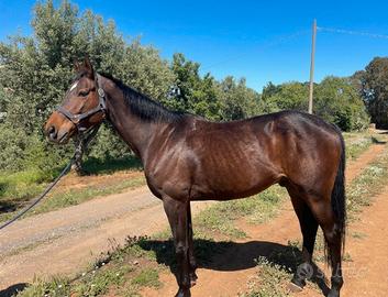 Cavallo