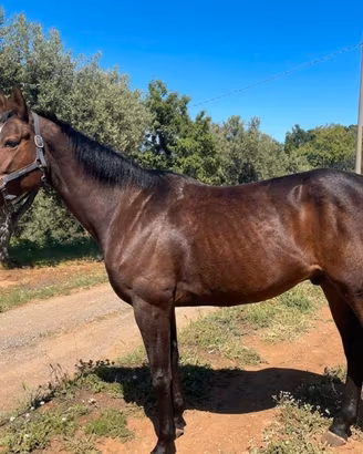 Cavallo