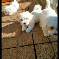 Cuccioli di maltese