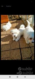 Cuccioli di maltese