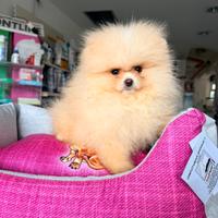 Spitz di pomerania