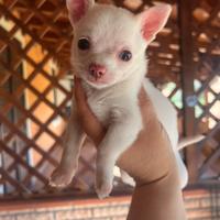 Chihuahua